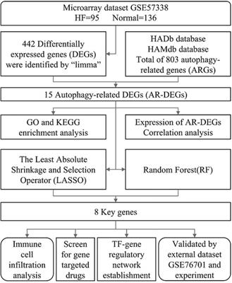 Identification of 4 autophagy-related genes in heart failure by bioinformatics analysis and machine learning